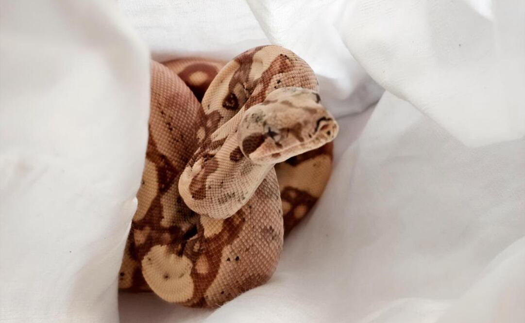 Profepa resguarda boas constrictor que iban a ser importadas ilegalmente a EU. Foto: Especial