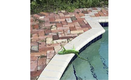 Hace tanto frío en Florida que las iguanas se están congelando