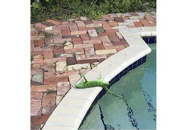 Hace tanto frío en Florida que las iguanas se están congelando