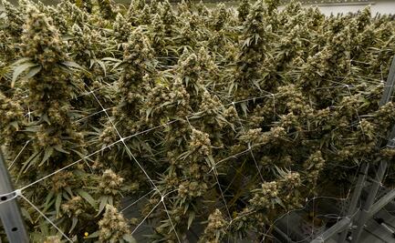 Piden a Cofepris diferenciar entre cannabis y cáñamo