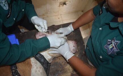 "Machetean" a perro en Progreso, Yucatán; el animal ya fue atendido