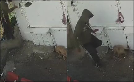 Procesan por maltrato animal a trabajador que agredió a "Taquito"