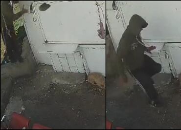 Procesan por maltrato animal a trabajador que agredió a "Taquito"