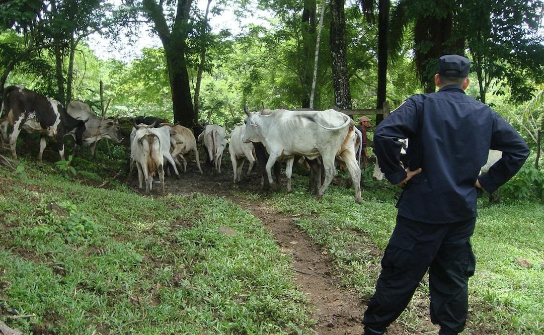 Incrementan los delitos y pena ante el robo o maltratato de ganado / Foto: Archivo EL UNIVERSAL 