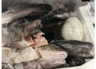 Decomisan metanfetamina en una hielera llena de pescado en Calexico, EU