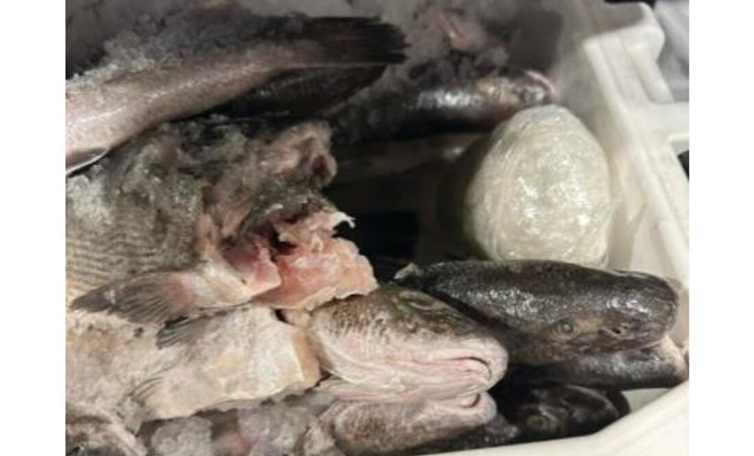 Agentes de CBP decomisaron metanfetamina en una hielera llena de pescado. Foto: Especial