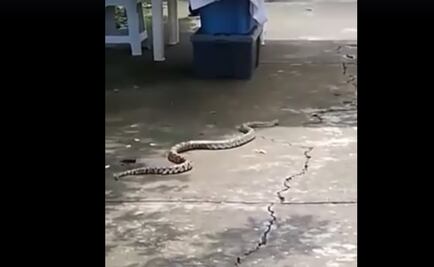 Captan a serpiente en áreas verdes de Azcapotzalco