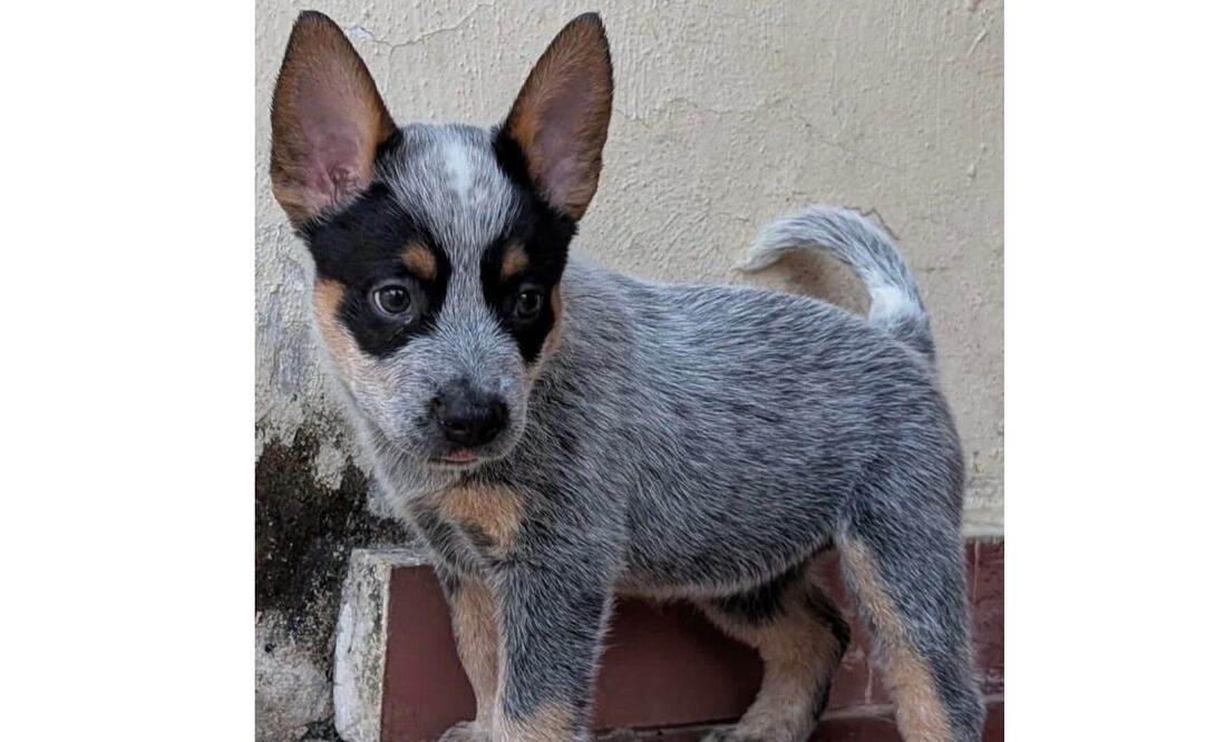 Sicilia, el nuevo caso de crueldad animal que indigna a Mérida; su agresor fue puesto en libertad.
Foto: Especial.