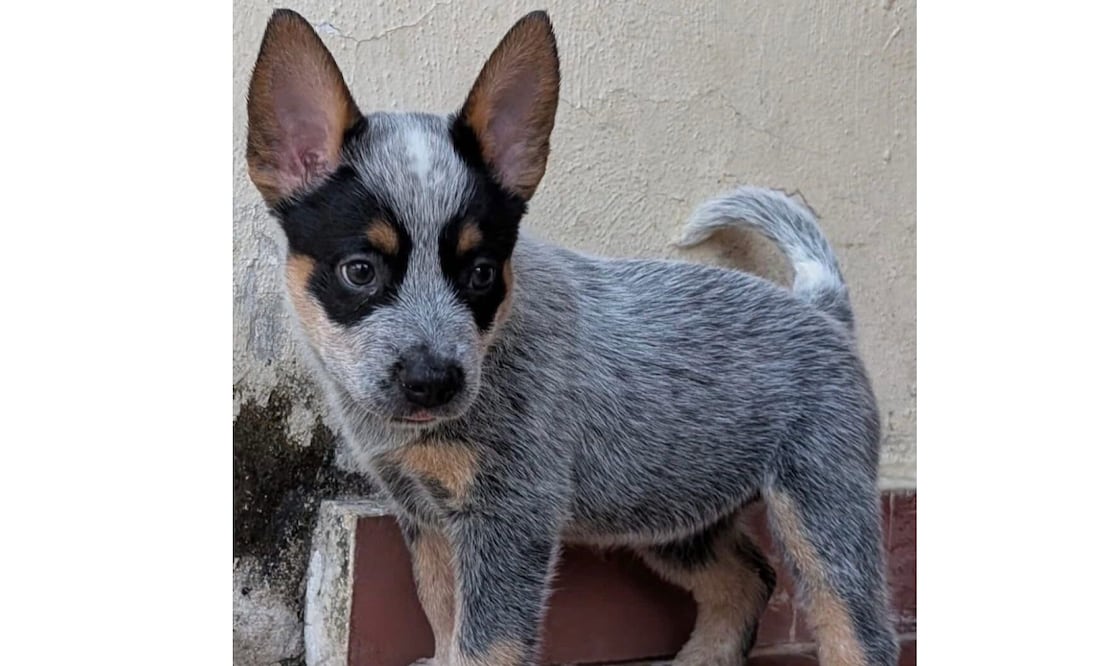 Sicilia, el nuevo caso de crueldad animal que indigna a Mérida; su agresor fue puesto en libertad.
Foto: Especial.