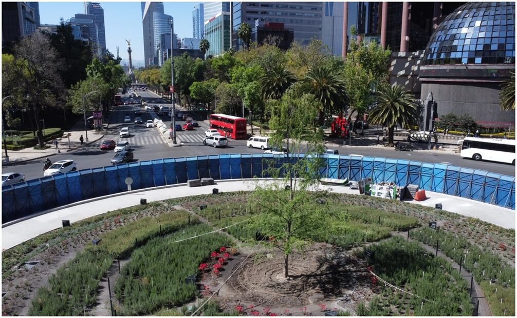 Ahuehuete de Reforma. Foto: Eduardo Castañeda