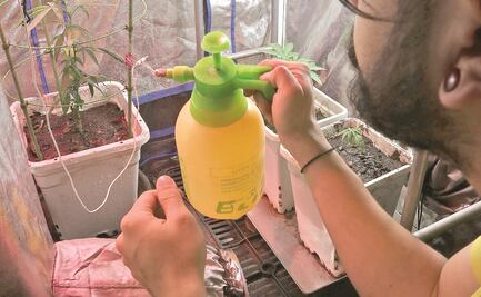 Sembrar cannabis no es complicado para Fernando