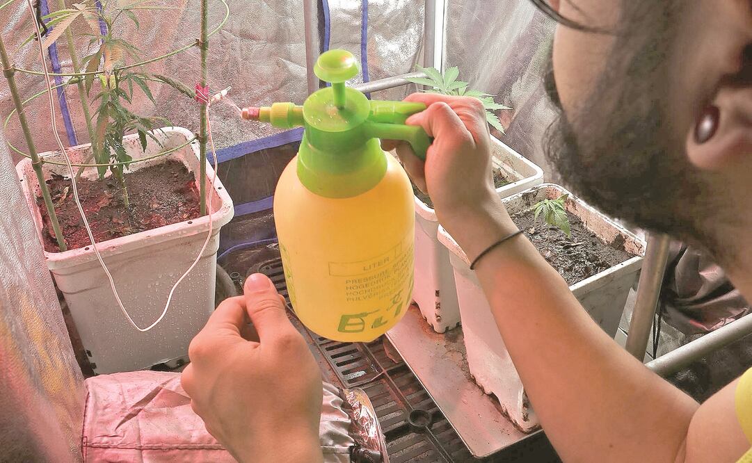 En su departamento en la Ciudad de México, Fernando prepara brownies, galletas y hasta lasaña con marihuana. ( JUAN CARLOS REYES. EL UNIVERSAL)