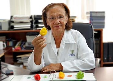 Investigadores yucatecos desarrollaron dos nuevas variedades de chile habanero; afirman que son más picantes