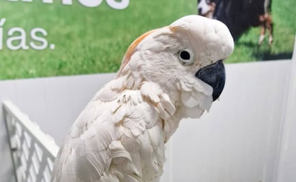 Aseguran cacatúa en Aeropuerto Internacional de Mérida; tenía cortes parciales en ambas alas 