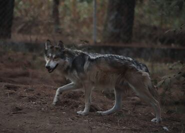 Localizan y resguardan a lobo gris mexicano que escapó de albergue en Tenancingo