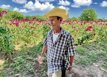 Día de muertos; las flores que mantienen viva una tradición