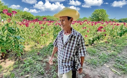 Día de muertos; las flores que mantienen viva una tradición