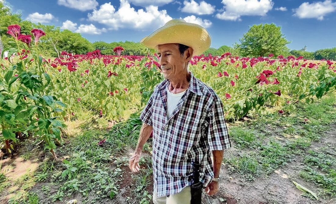 Don Chava guio este año a sus hijas en el proceso de cultivo; espera que ellas puedan continuar con la tradición y lo vean a él en esos campos púrpura. Foto: Patricia Morales / EL UNIVERSAL