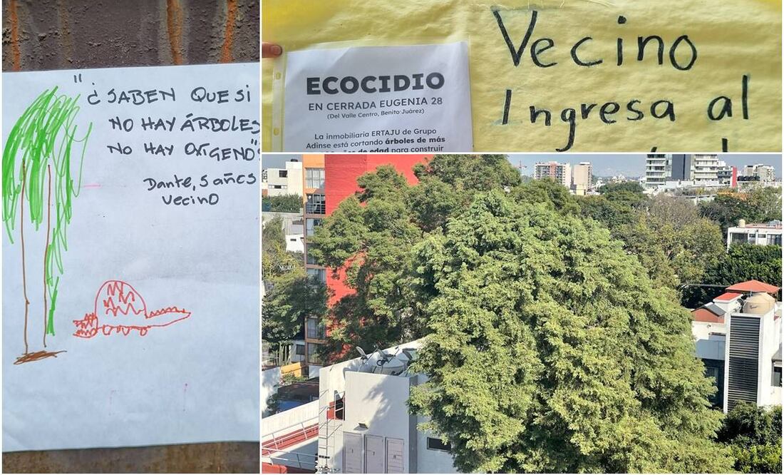 Árbol Eugenio en la Del Valle. Foto: @LBallesterosM