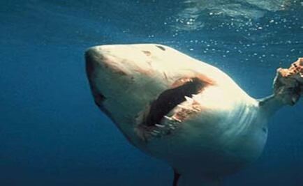 Tiburón ataca a niña en Texas