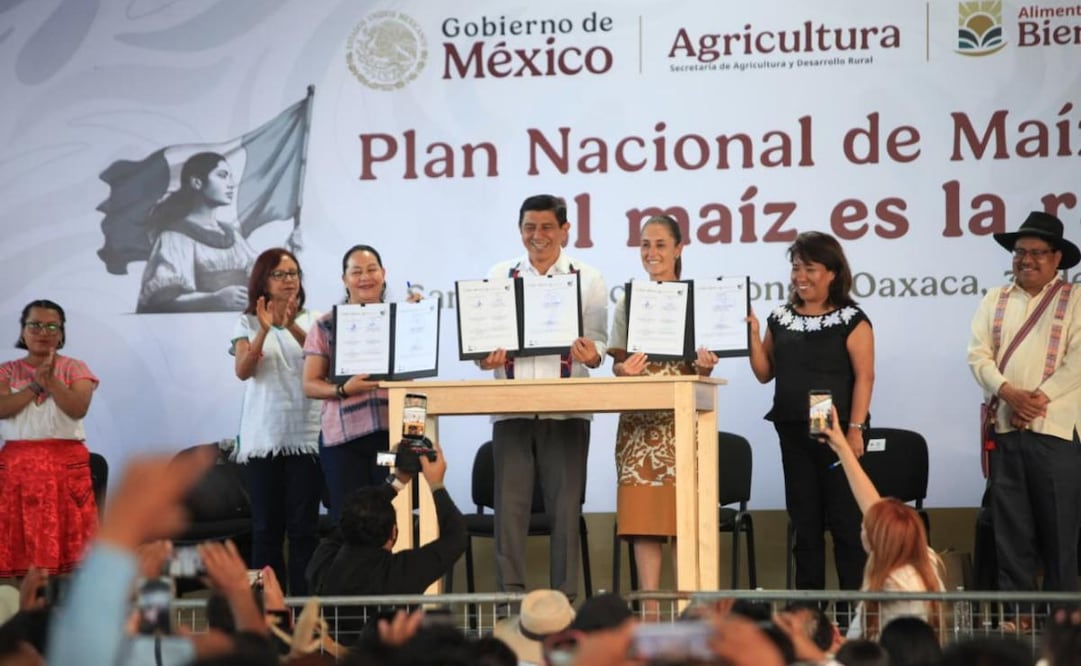 Programa "El maíz es la raíz" en Oaxaca, encabezado por la presidenta de México, Claudia Sheinbaum. Foto: Edwin Hernández / EL UNIVERSAL