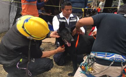 Xanto, el perro más efectivo