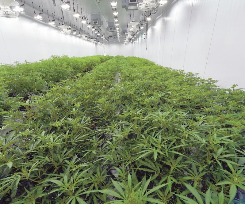 Existe preocupación por que las iniciativas permitan utilizar agroquímicos, indicó el subsecretario Hugo López-Gatell. Foto: ARCHIVO EL UNIVERSAL