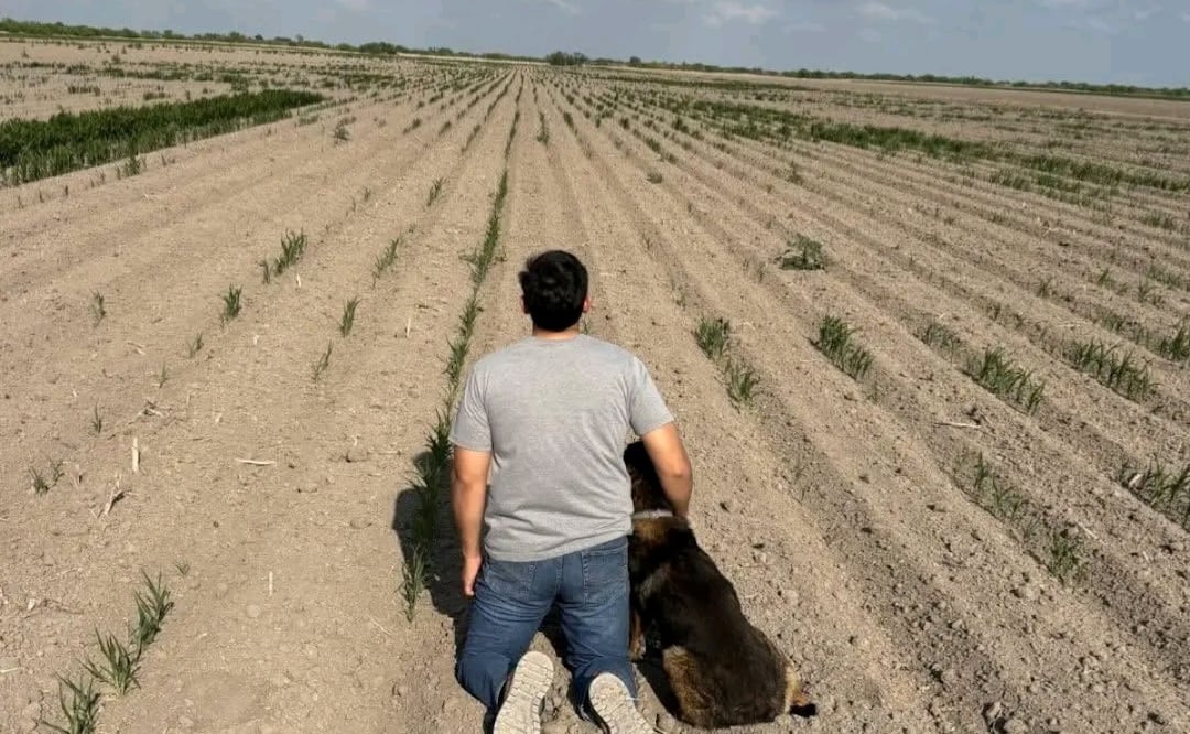 Agricultor pide lluvia para salvar cosechas; crisis hídrica golpea al campo en Tamaulipas. Foto: Especial