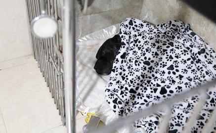 Fiscalía investiga agresión a machetazos contra "Negrito", perrito pitbull herido en Cuautitlán Izcalli 