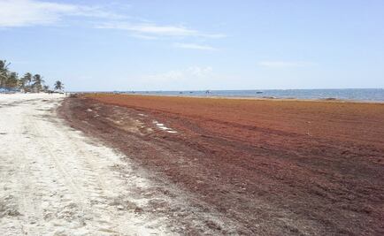 Continúa llegada de sargazo a zonas de Quintana Roo