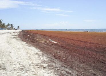 Continúa llegada de sargazo a zonas de Quintana Roo