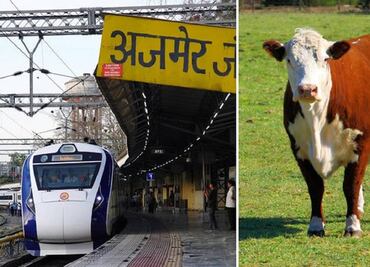 Vaca “cae del cielo” sobre hombre y lo mata… tras ser arrollada por un tren en India