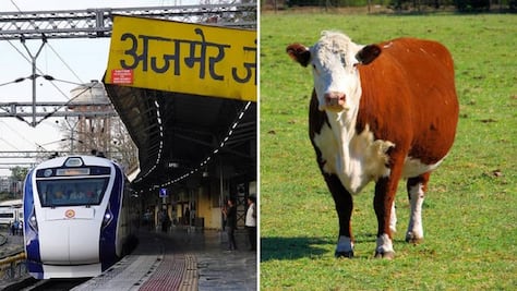 Vaca “cae del cielo” sobre hombre y lo mata… tras ser arrollada por un tren en India