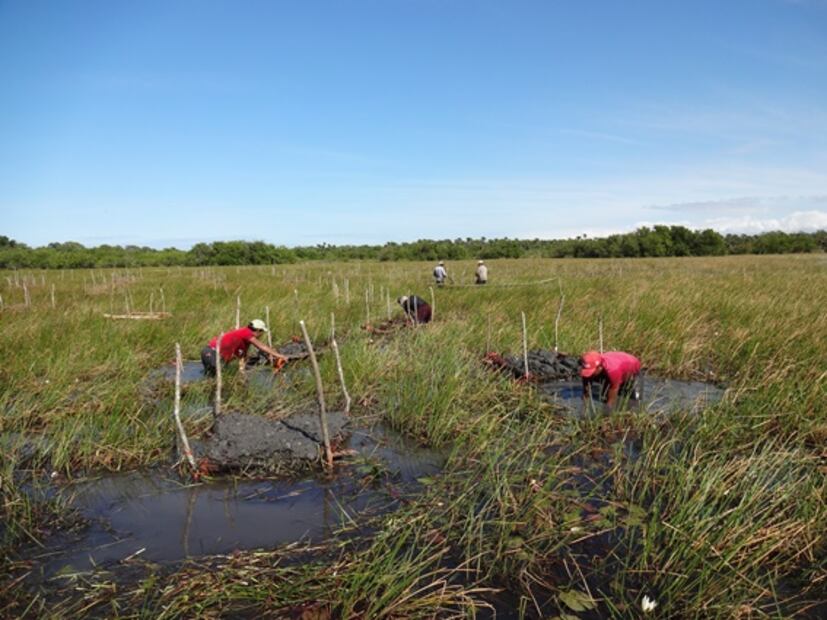 Van por reforestación de manglares en Alvarado