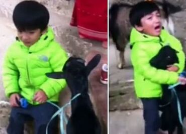 Video. Niño salva a su cabra de sacrificio en Nepal