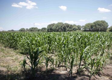 Sader atiende recomendación de CNDH por plaguicidas