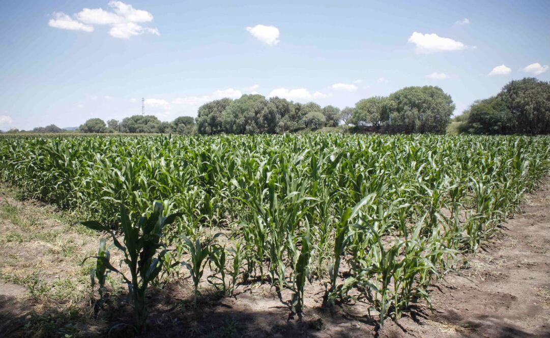 Foto: Archivo/EL UNIVERSAL 