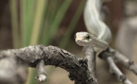 Mexican antivenom used in seven African countries