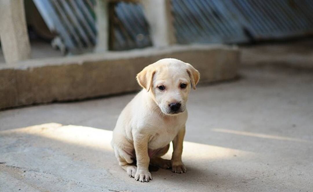 Perros y gatos en situación de calle. Foto: Pixabay