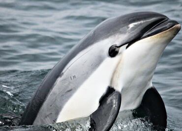 Aquafarming: producing legal totoaba and saving the vaquita