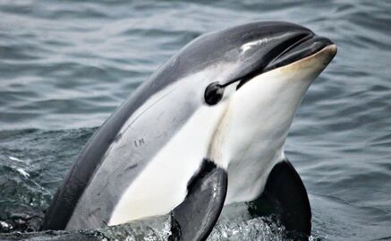 Aquafarming: producing legal totoaba and saving the vaquita