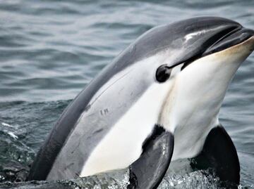 Aquafarming: producing legal totoaba and saving the vaquita