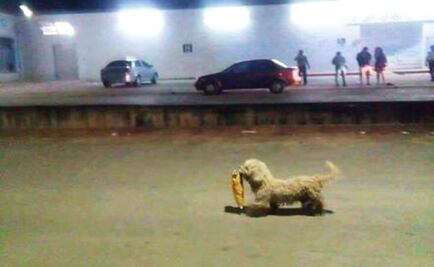 Apapachan a Max, el perro "saqueadorcito", que enamoró a las redes