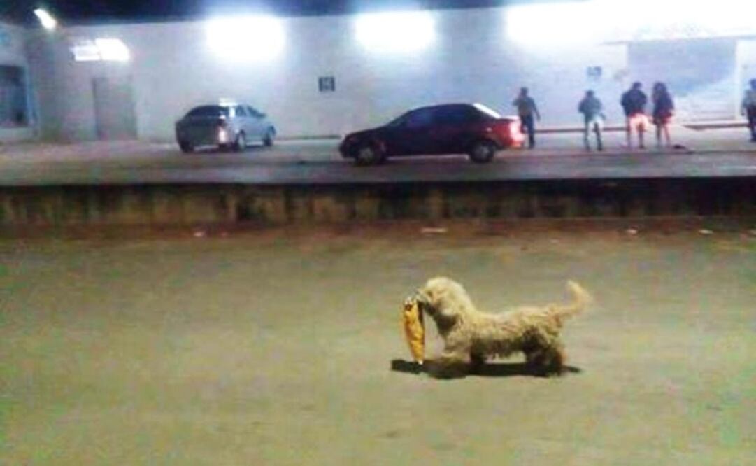 Apapachan a Max, el perro "saqueadorcito", que enamoró a las redes