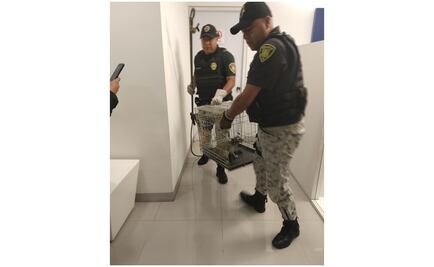Rescatan a cacomixtle que entró a banco en Paseo de la Reforma