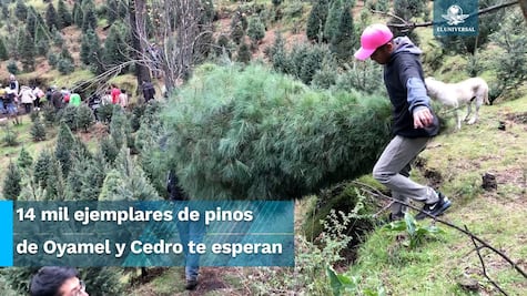 ¡Ya huele a Navidad!: La tradición de escoger y cortar tu arbolito en Tlalpan 