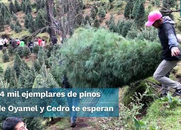 ¡Ya huele a Navidad!: La tradición de escoger y cortar tu arbolito en Tlalpan