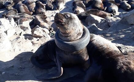 Intentan rescatar a un lobo marino con una llanta atorada en el cuello 