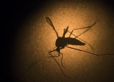 Up to 667 cases of Zika in Mexico: SSA