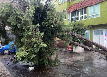 Fuerte lluvia provoca caída de árboles y ramas en Azcapotzalco